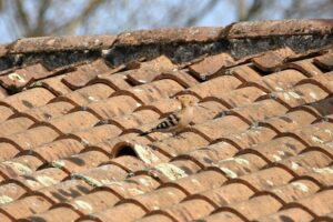 démousser toit en shingle